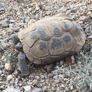 Meet your Posher, Casarah